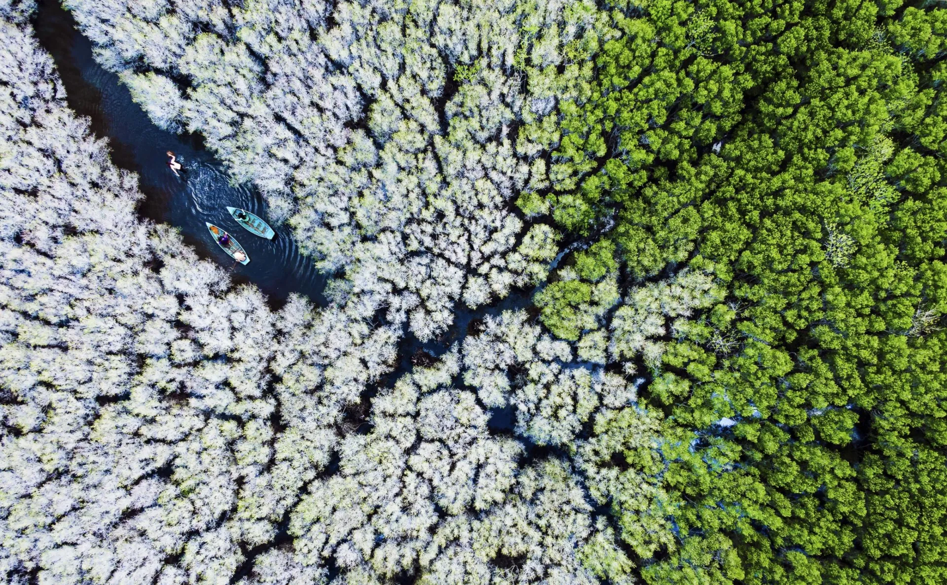 Bau Ca Cai la forêt de mangrove de Quang Ngai une merveille de régénération écologique